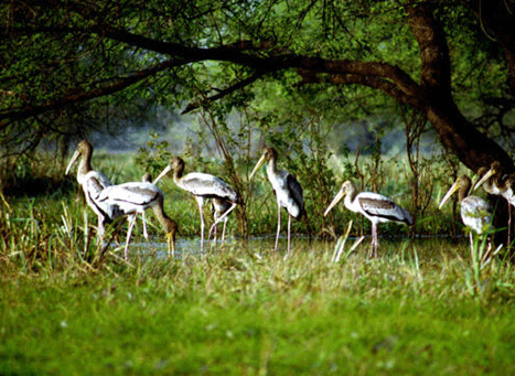 Kumarakom Bird Sanctuary